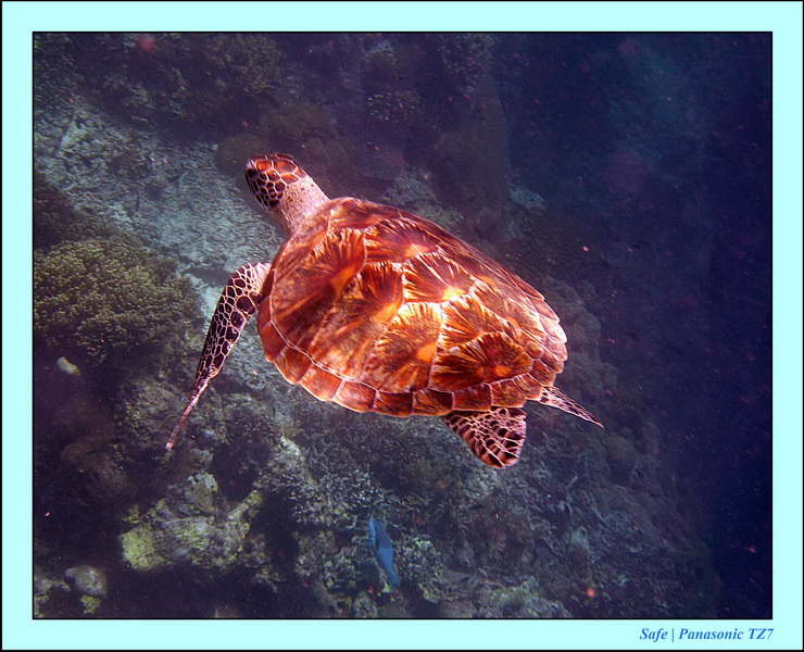 2011 - 08 - Borneo - Sipadan 058